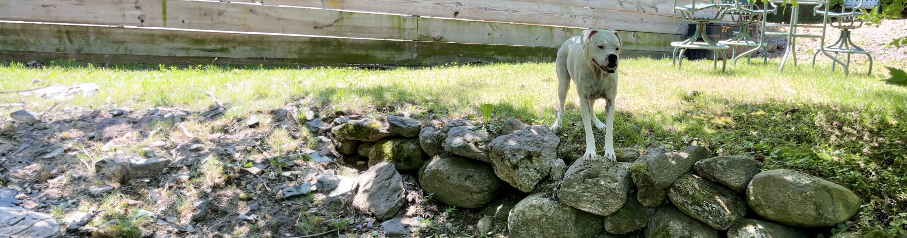 Dogs Playing at the Bark and Call Inn